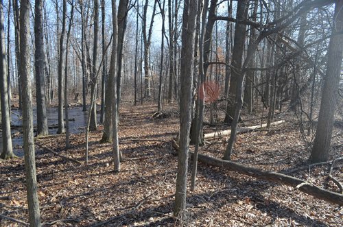 Property photo 34 - East Allen County - 55 Acre Land Auction